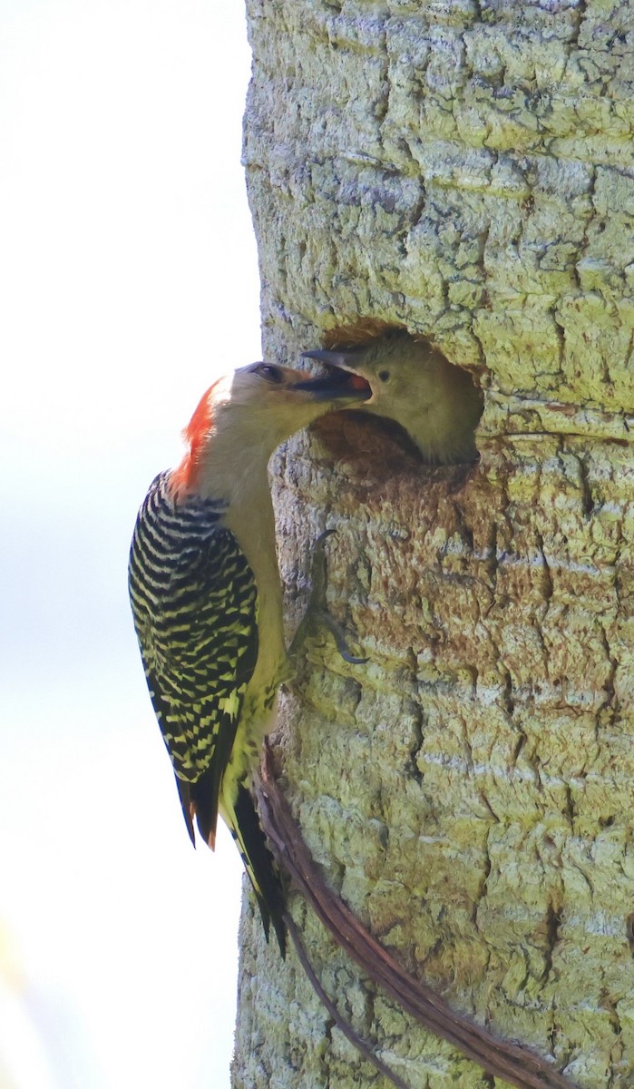 Carolinaspecht - ML658809236