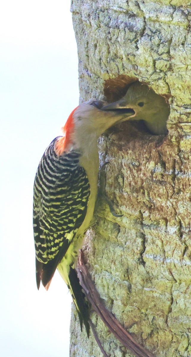 Carolinaspecht - ML658809237