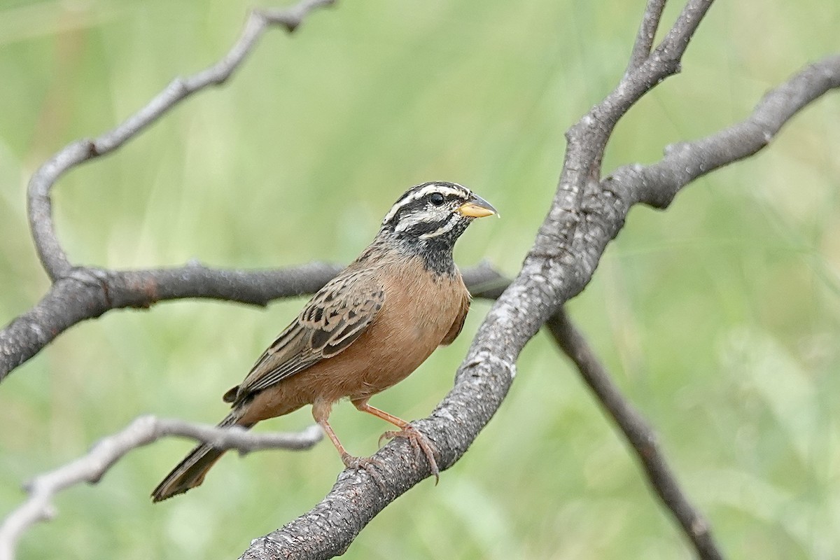 Cinnamon-breasted Bunting - ML658809259