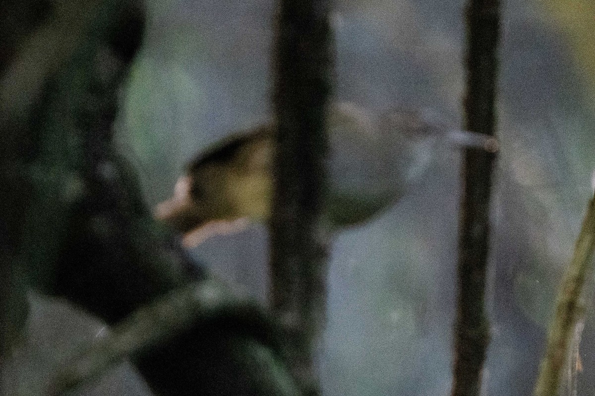 Terrestrial Brownbul - ML658809702