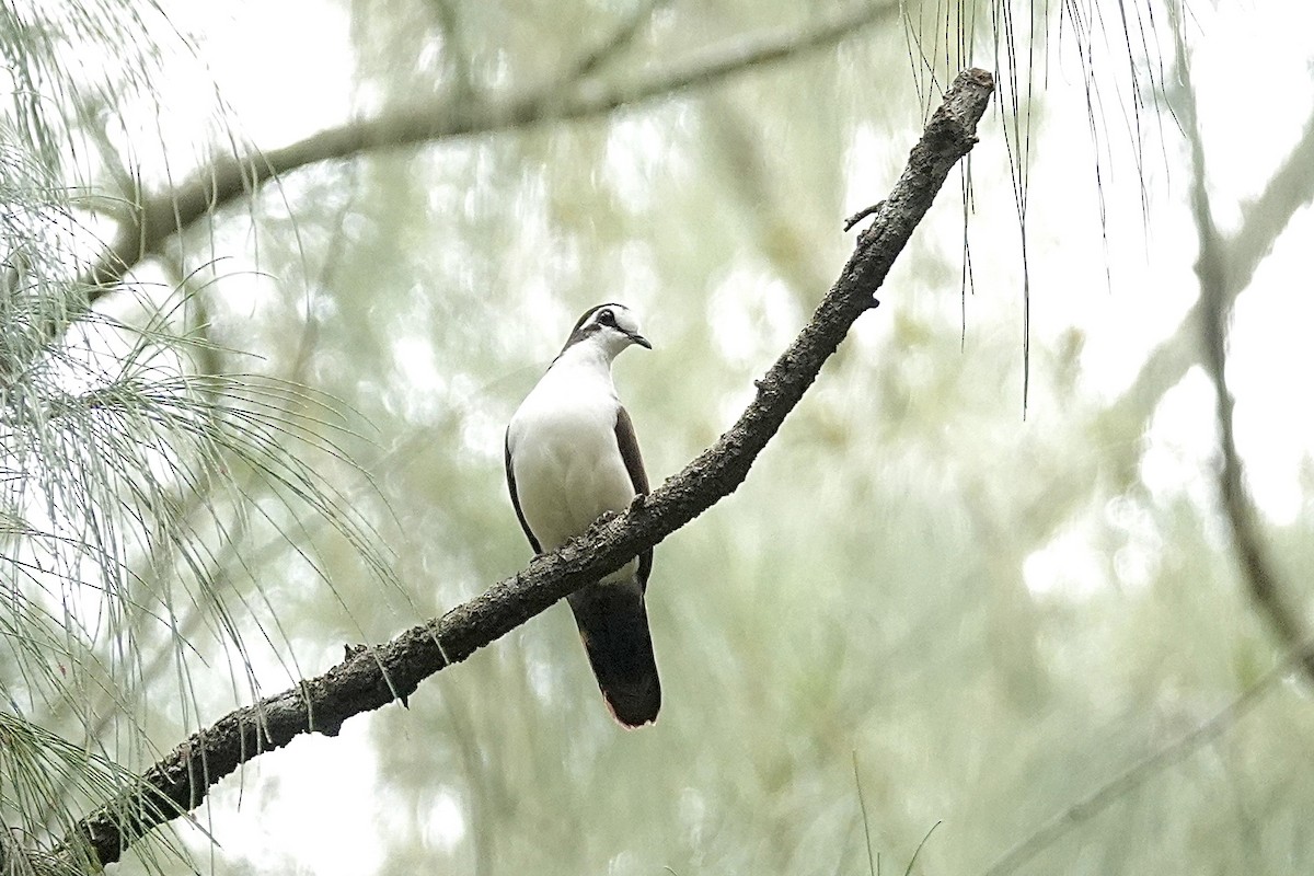 Tambourine Dove - ML658810116