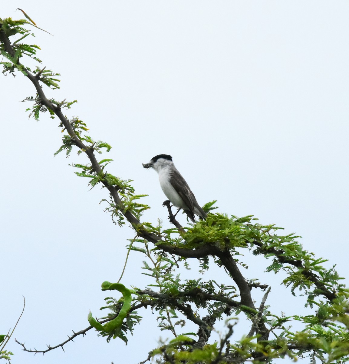 White-naped Xenopsaris - ML658810231