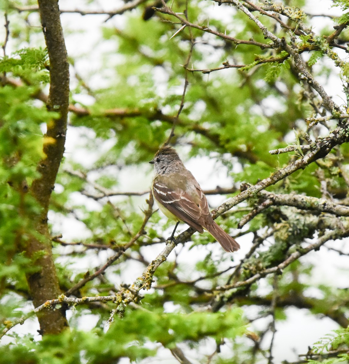 Southern Scrub-Flycatcher - ML658810294