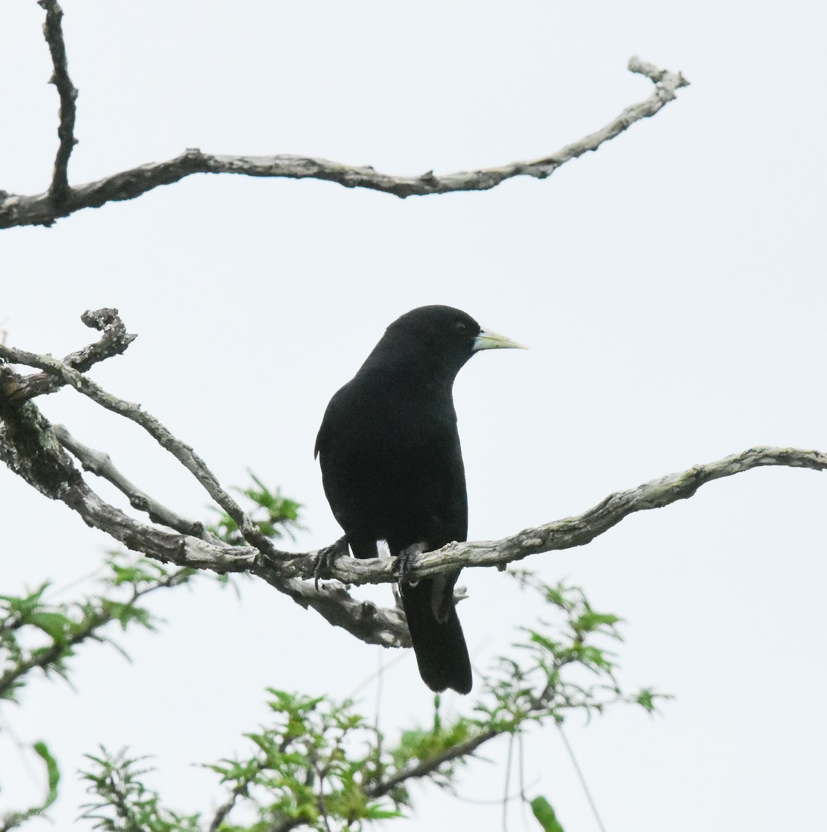 Solitary Black Cacique - ML658810331