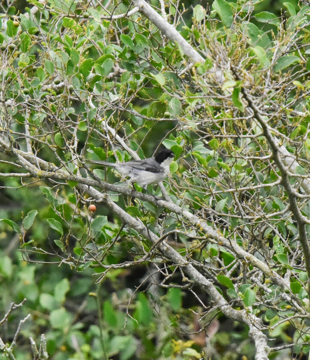 Black-capped Warbling Finch - ML658810421