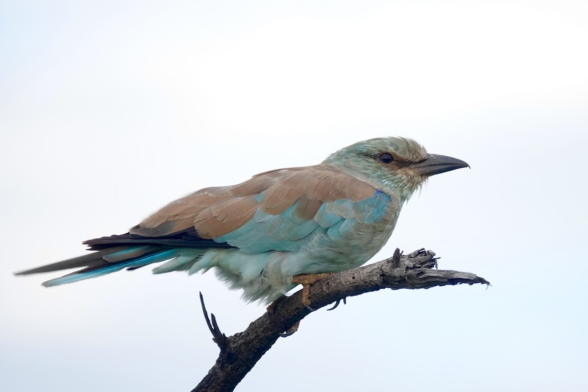 European Roller - ML658810441