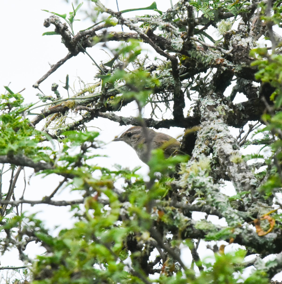 Short-billed Canastero - ML658810469