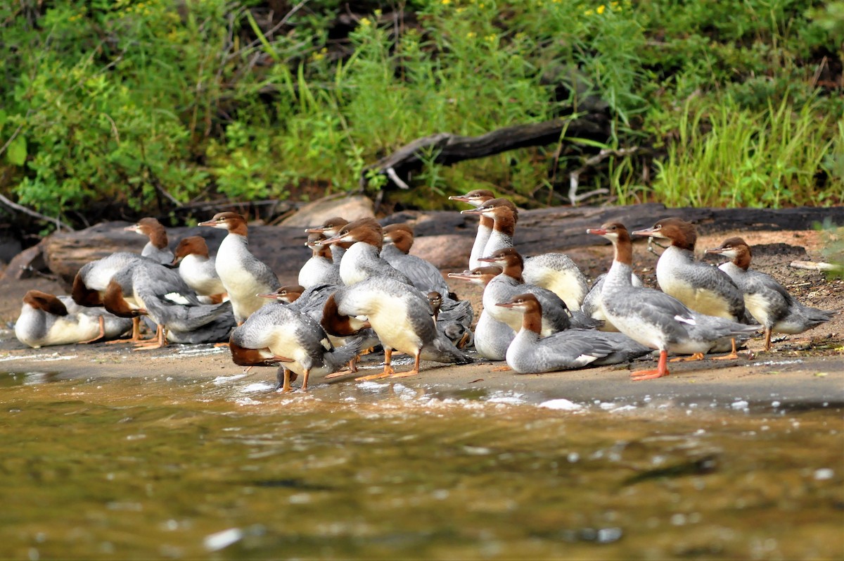 Common Merganser - Steve Kinsley