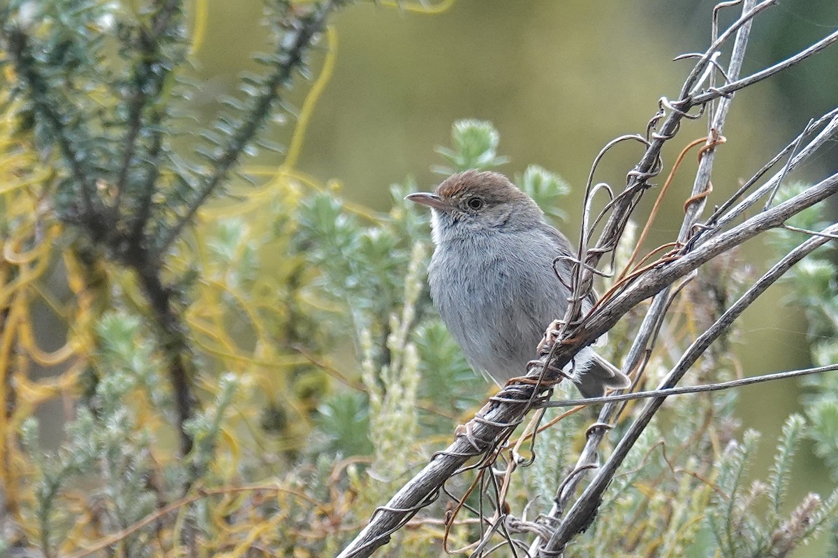 Piping Cisticola - ML658810590