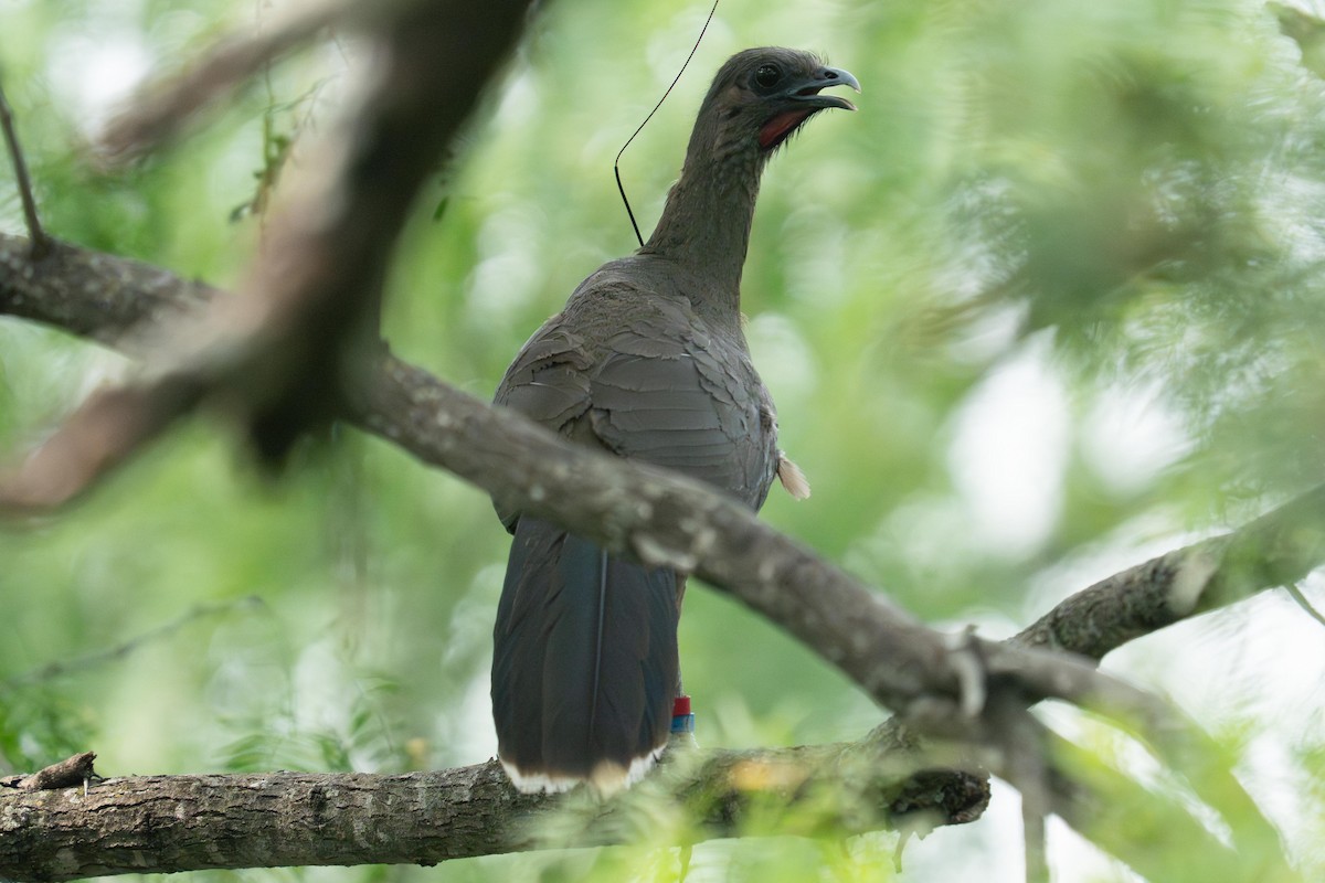 Plain Chachalaca - ML658811297
