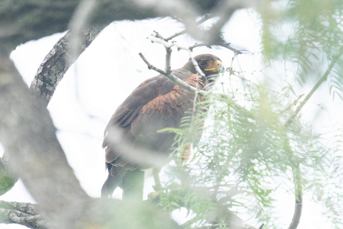 Harris's Hawk - ML658811360