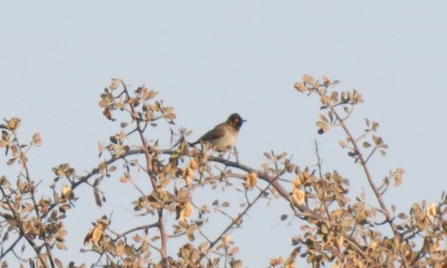 Black-fronted Bulbul - ML658811387