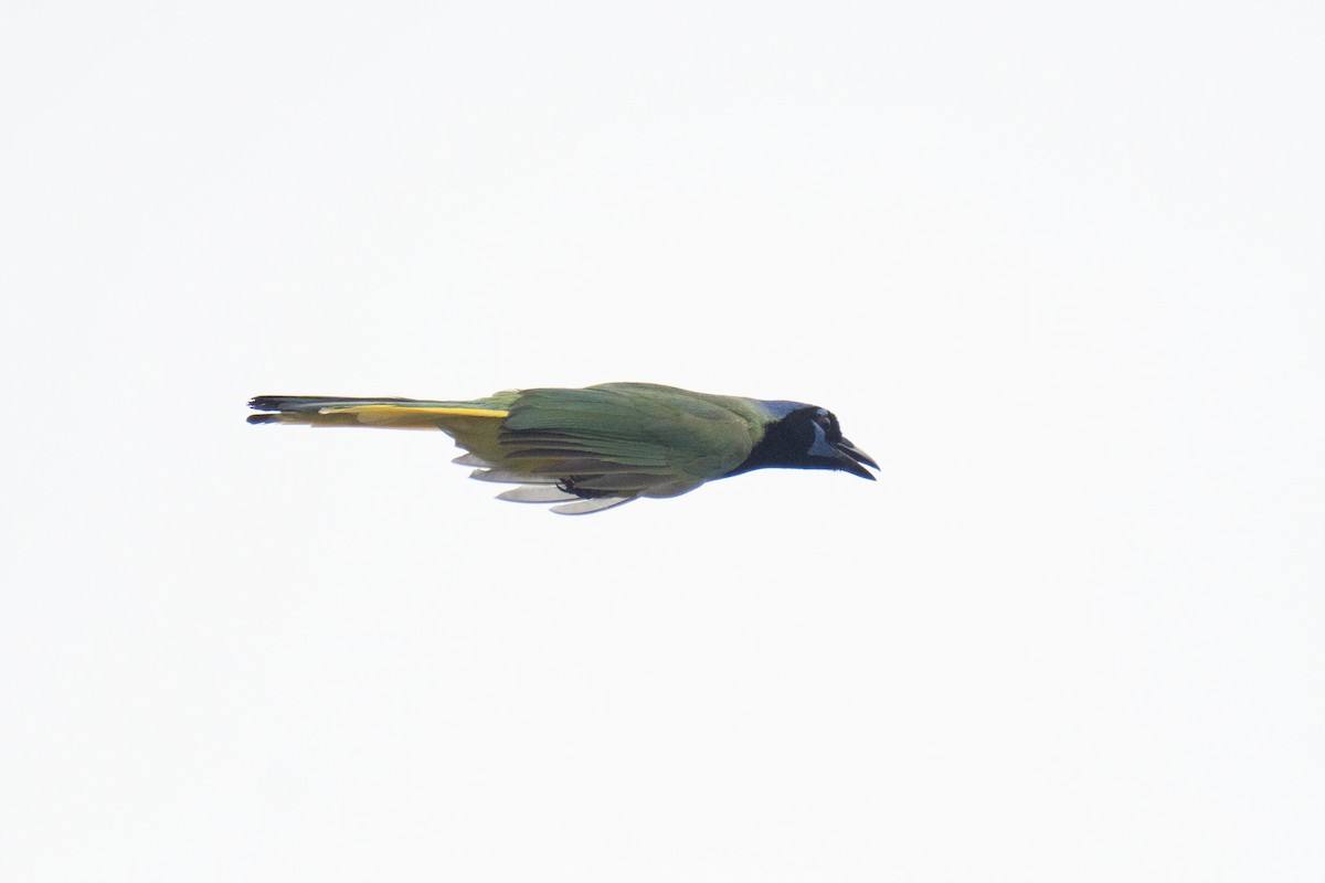 Green Jay - ML658811438
