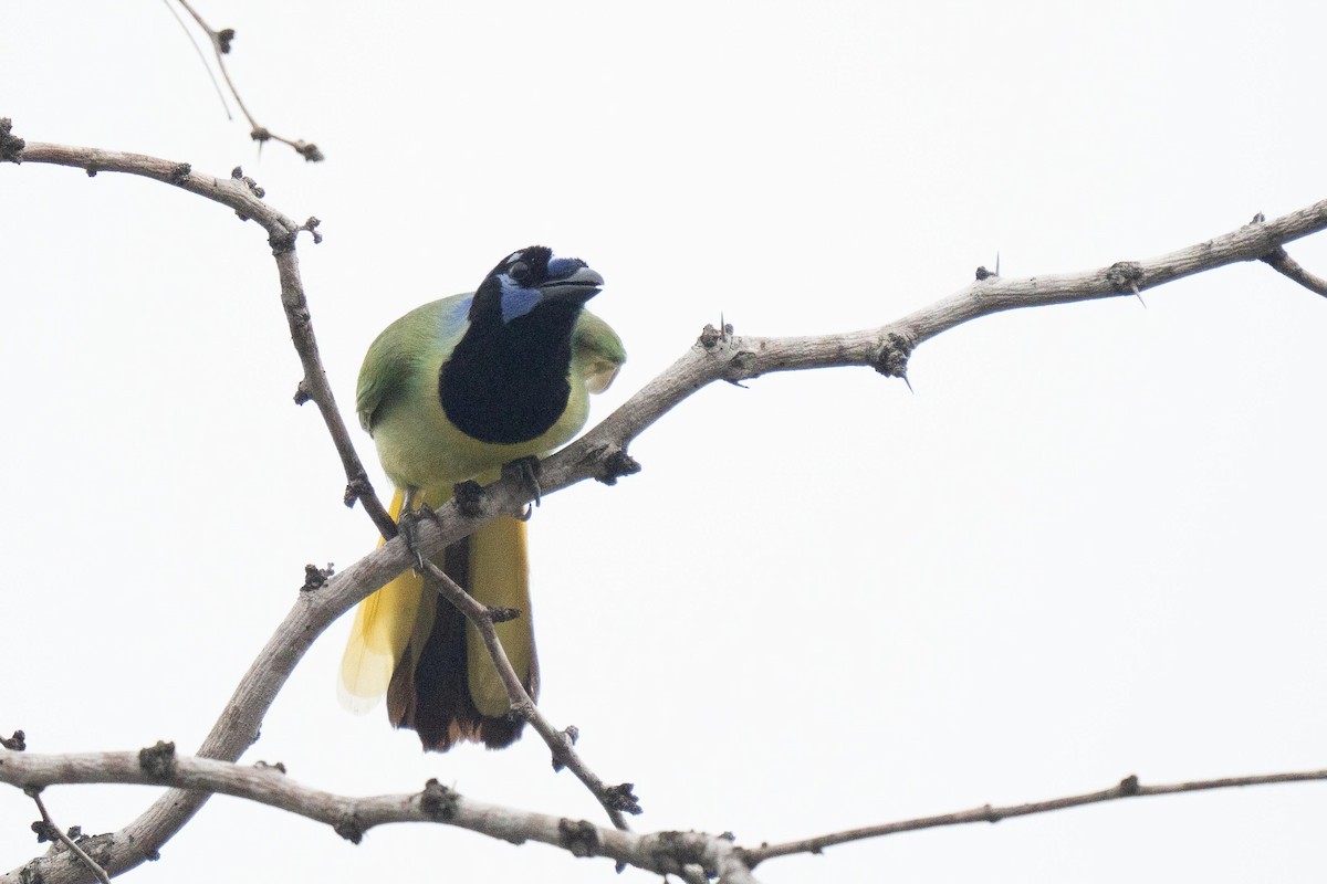 Green Jay - ML658811439