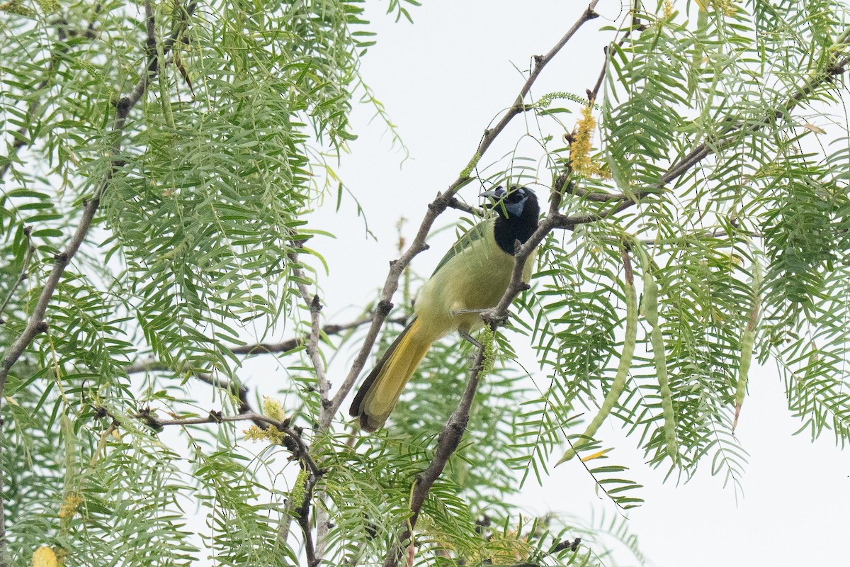 Green Jay - ML658811486