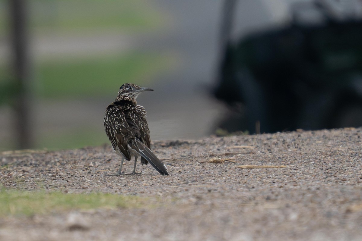 Greater Roadrunner - ML658811660