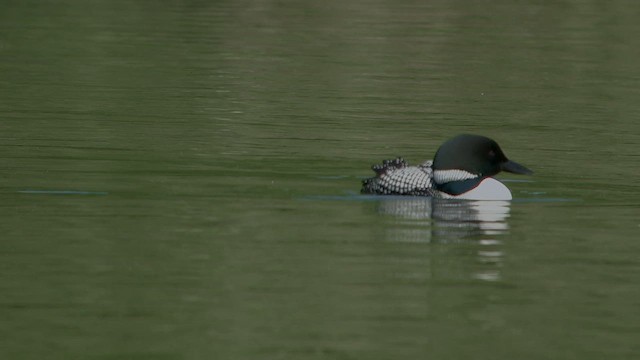 Common Loon - ML658812972