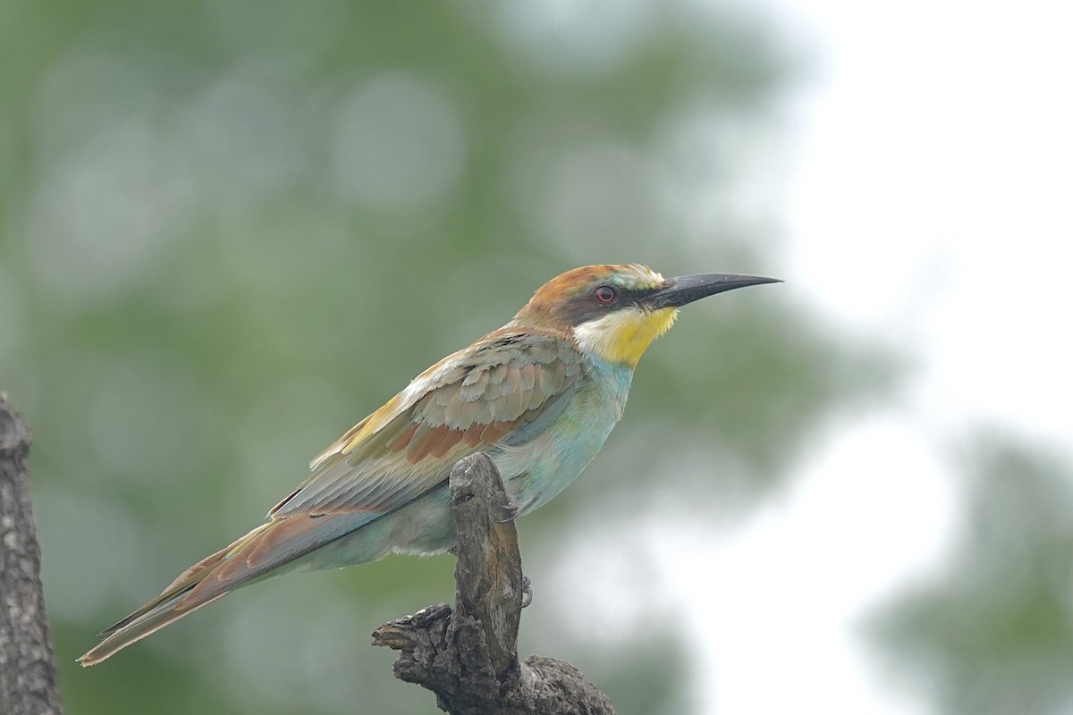 European Bee-eater - ML658817189