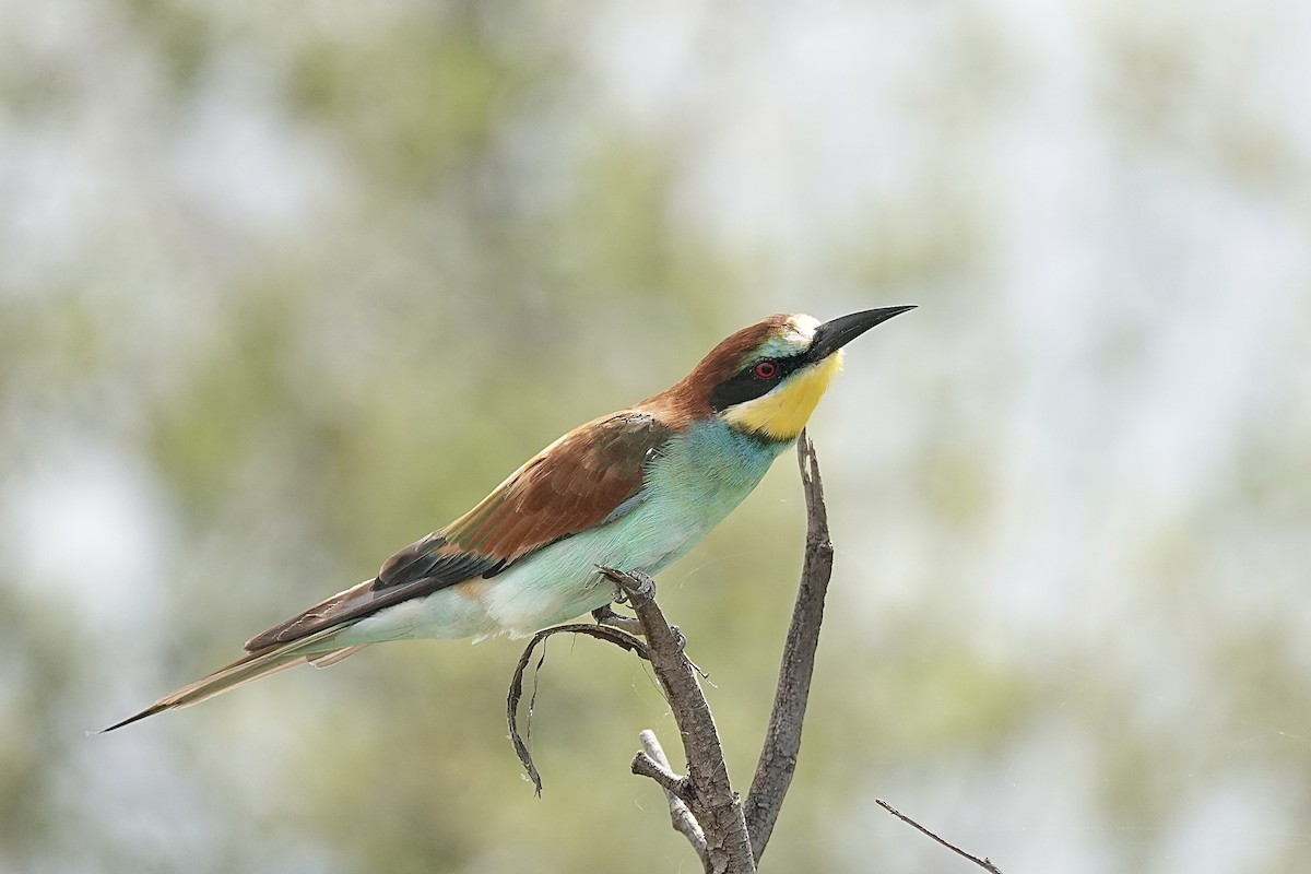 European Bee-eater - ML658817190