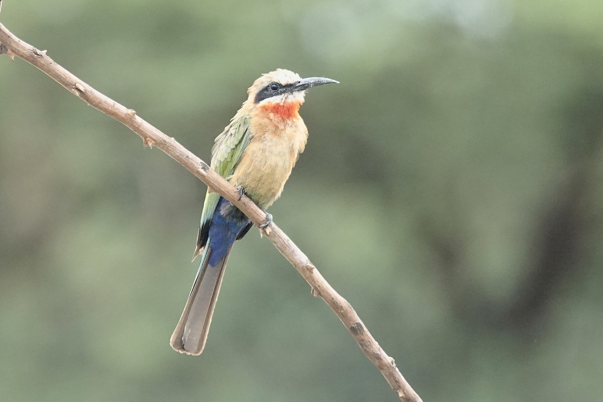 White-fronted Bee-eater - ML658817244