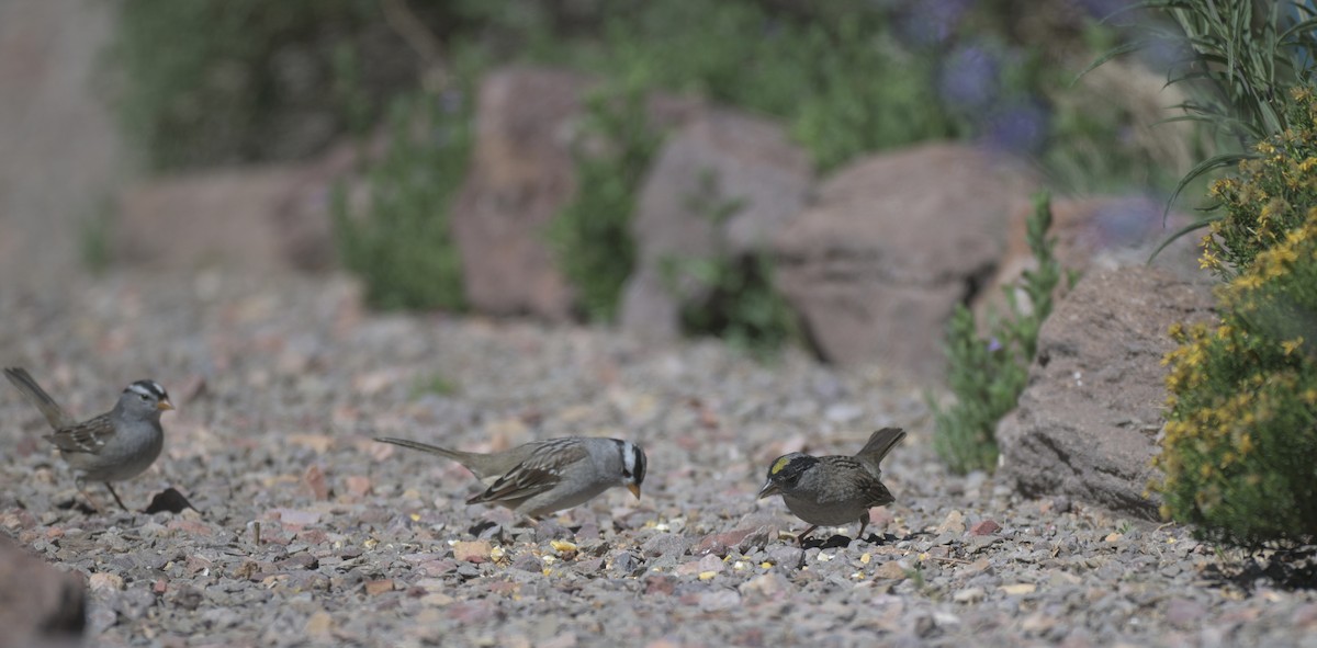 Golden-crowned Sparrow - ML658817298
