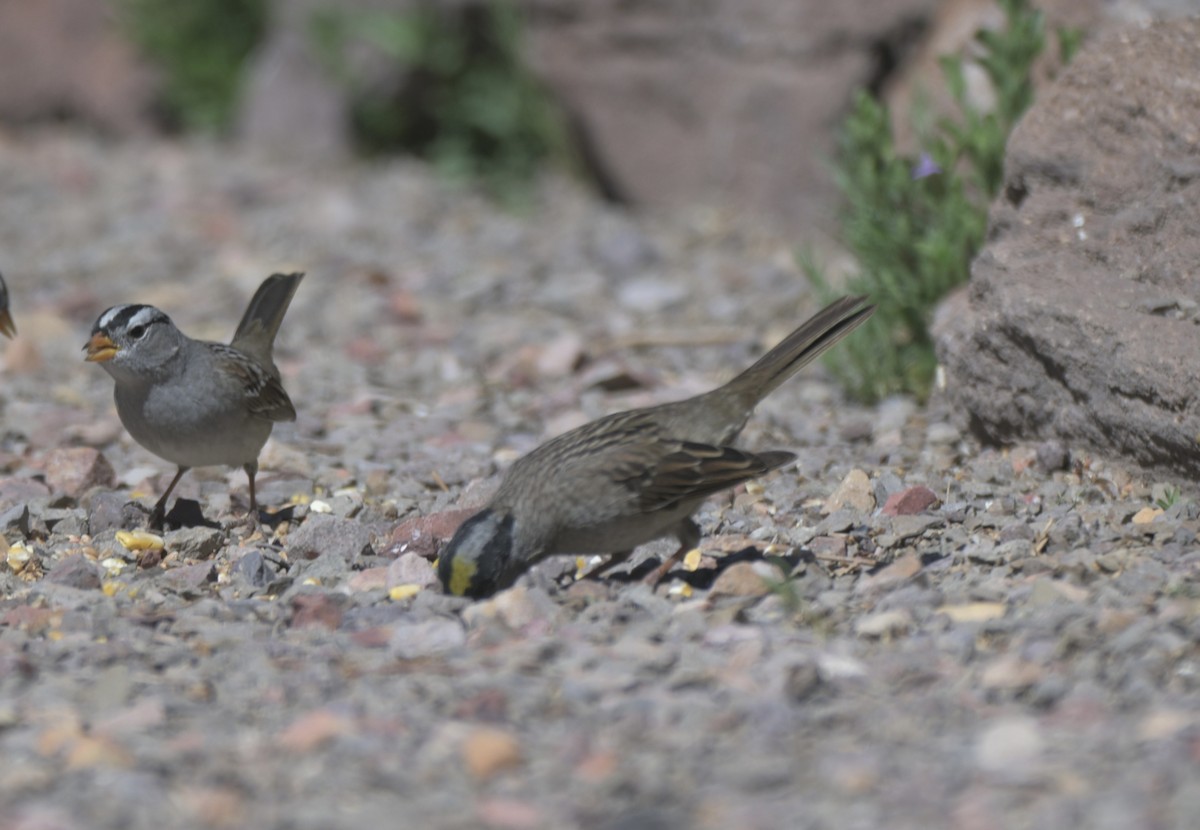 Golden-crowned Sparrow - ML658817334