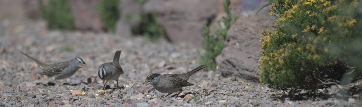 Golden-crowned Sparrow - ML658817357