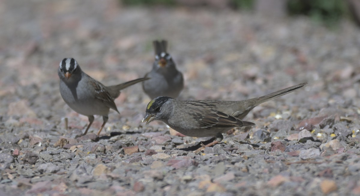 Golden-crowned Sparrow - ML658817377