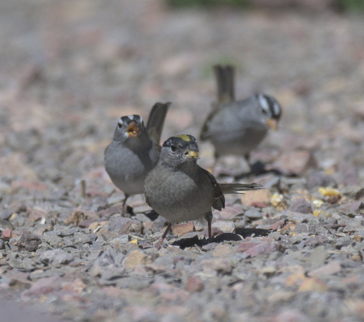 Golden-crowned Sparrow - ML658817400