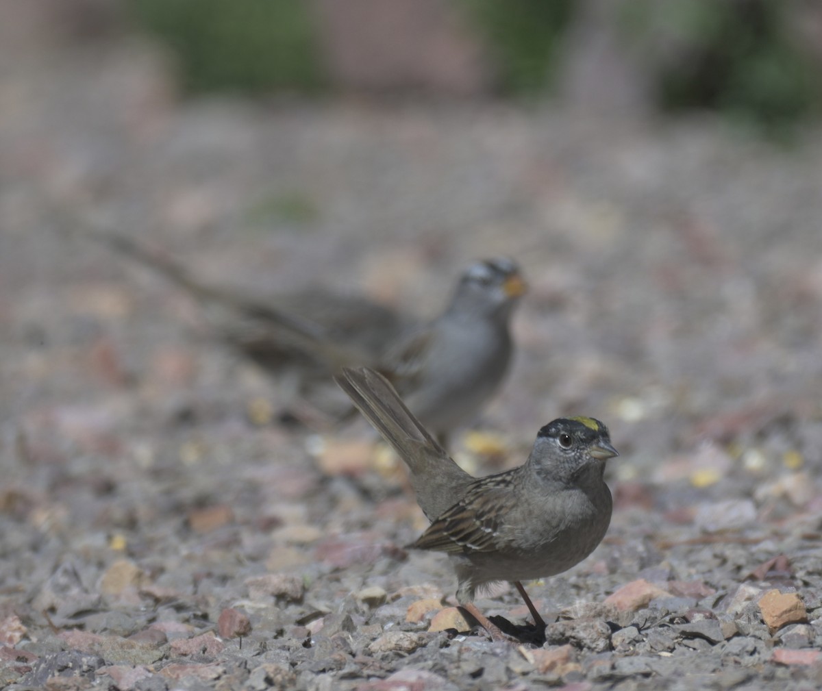 Golden-crowned Sparrow - ML658817430