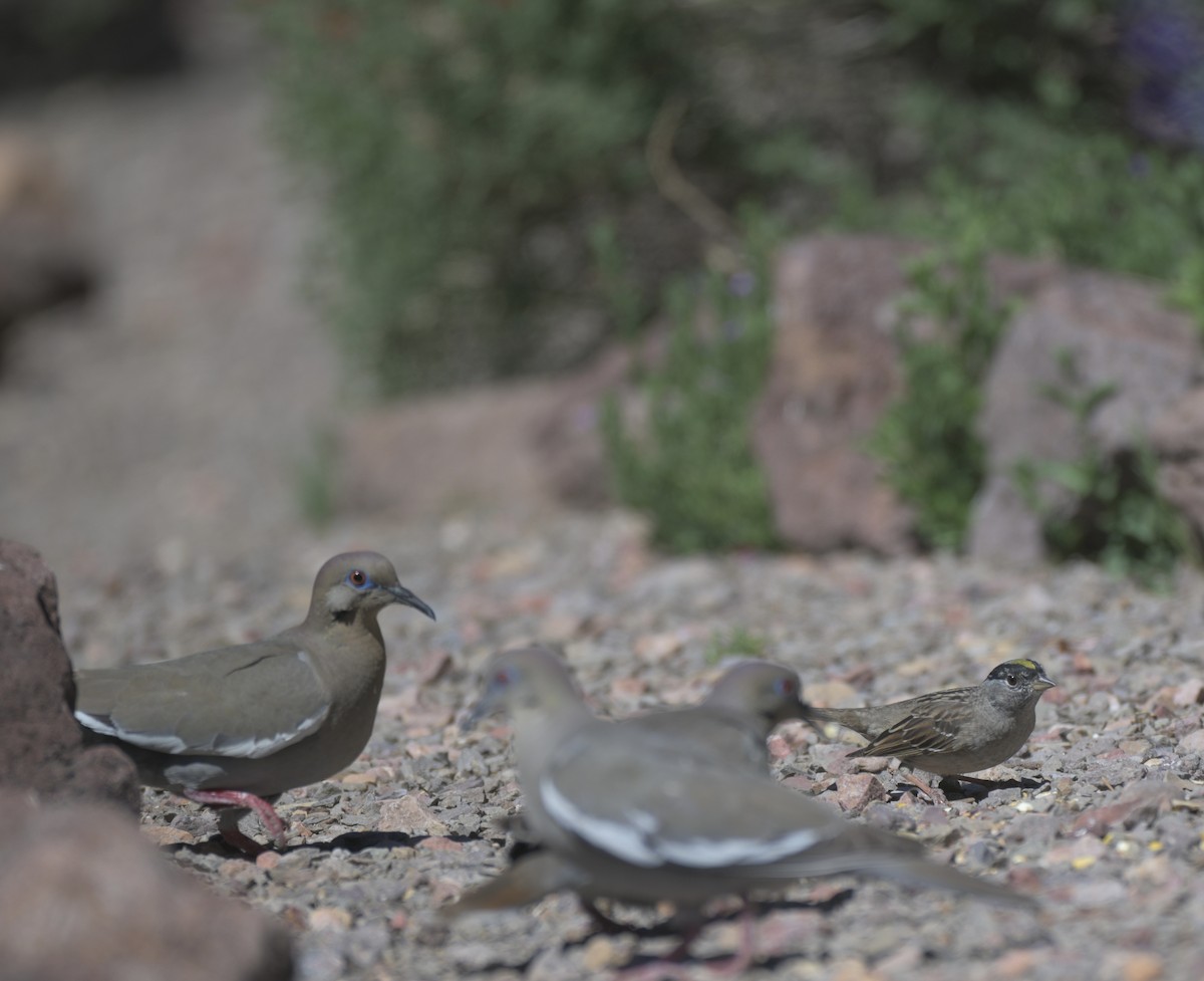 Golden-crowned Sparrow - ML658817478