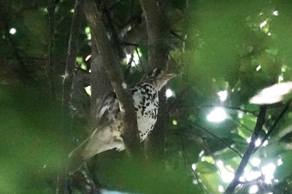 Spotted Ground-Thrush - ML658817504