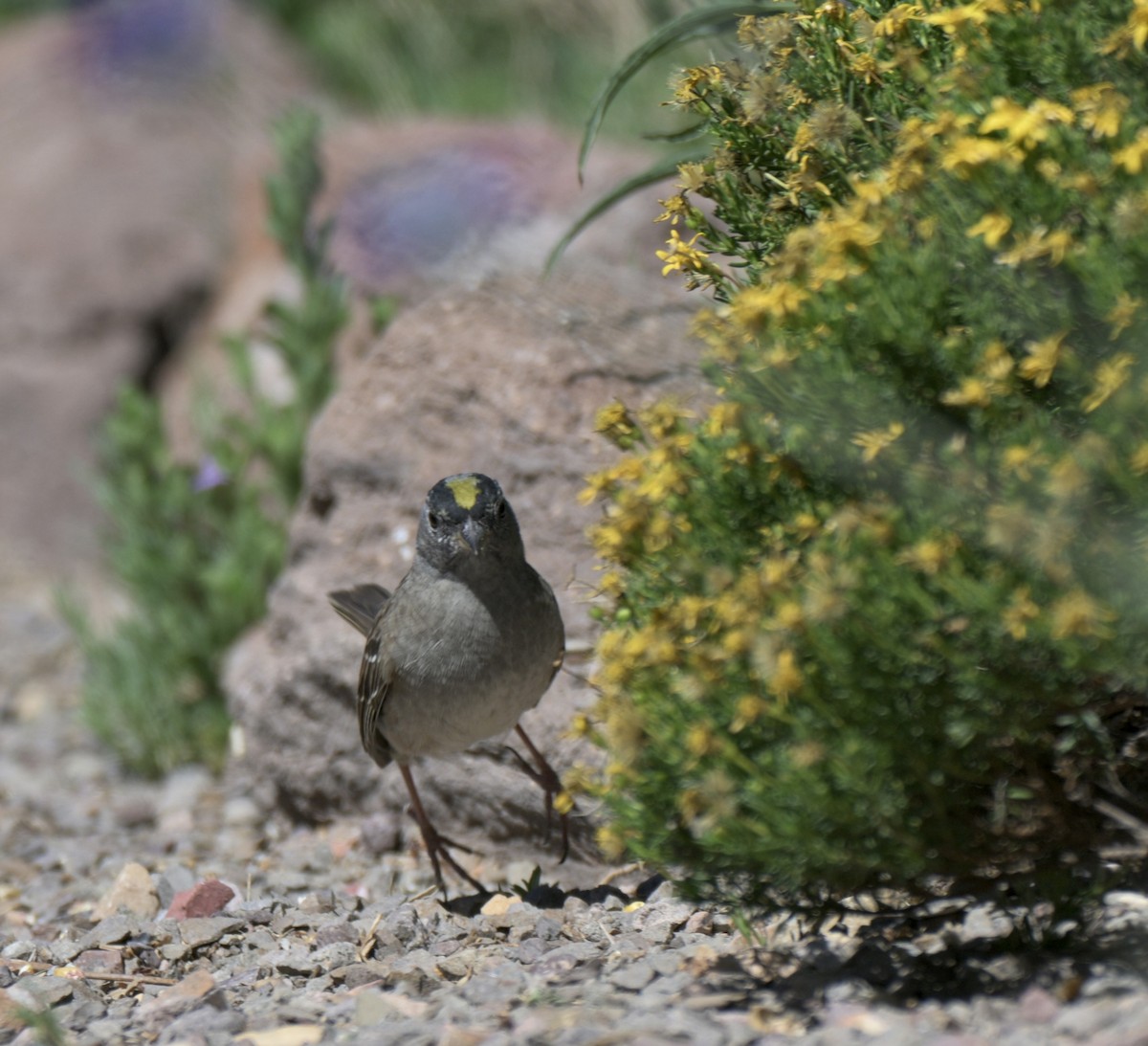 Golden-crowned Sparrow - ML658817517