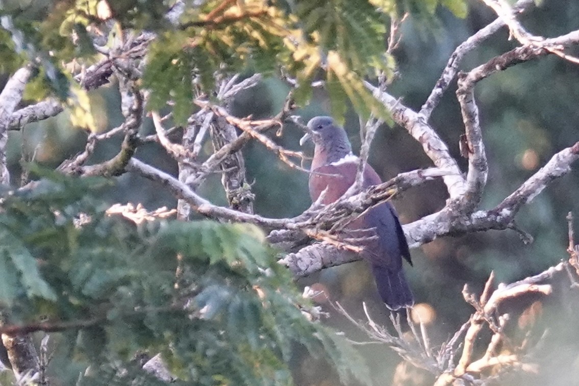 Eastern Bronze-naped Pigeon (Southern) - ML658817519