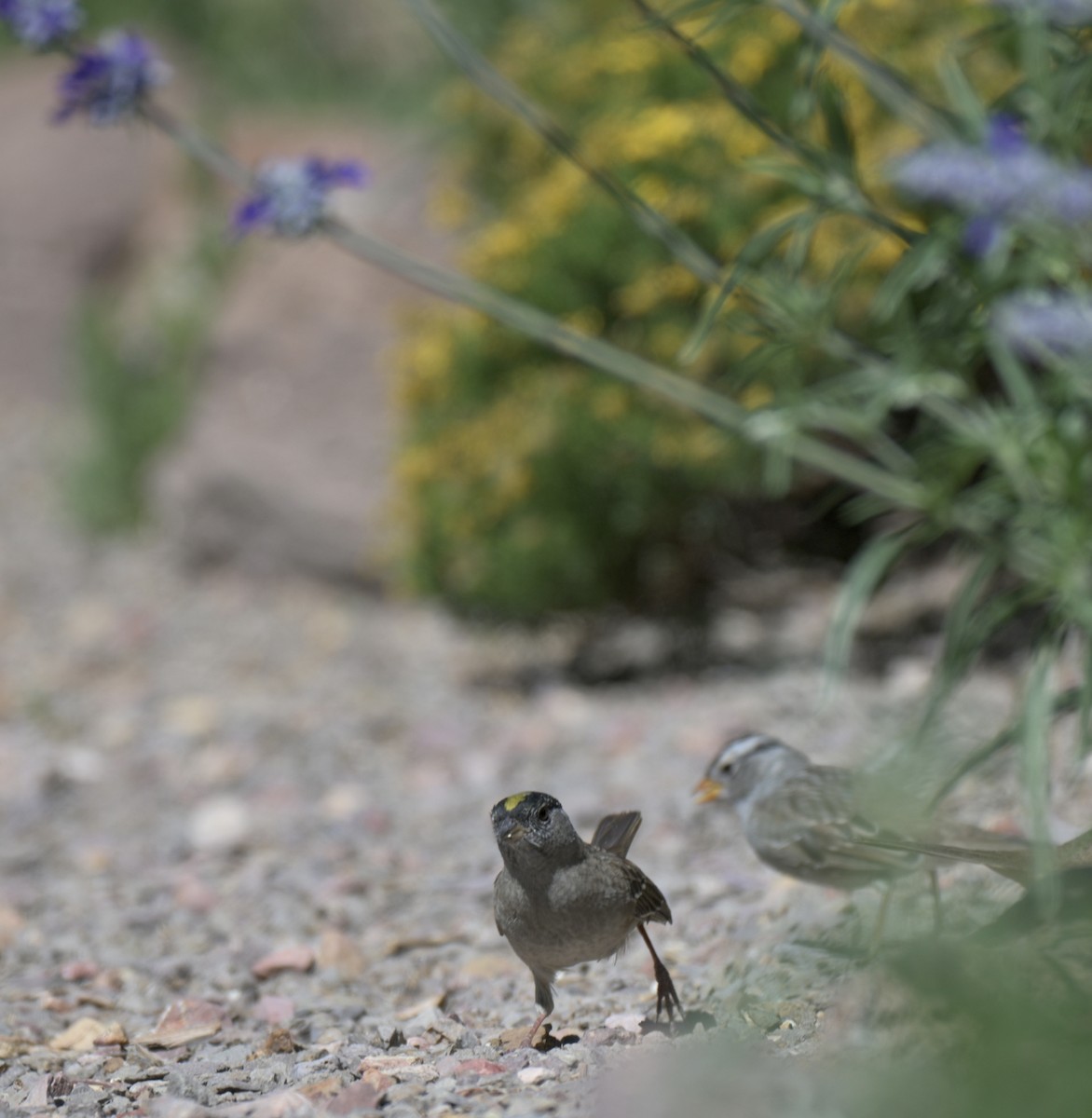 Golden-crowned Sparrow - ML658817580