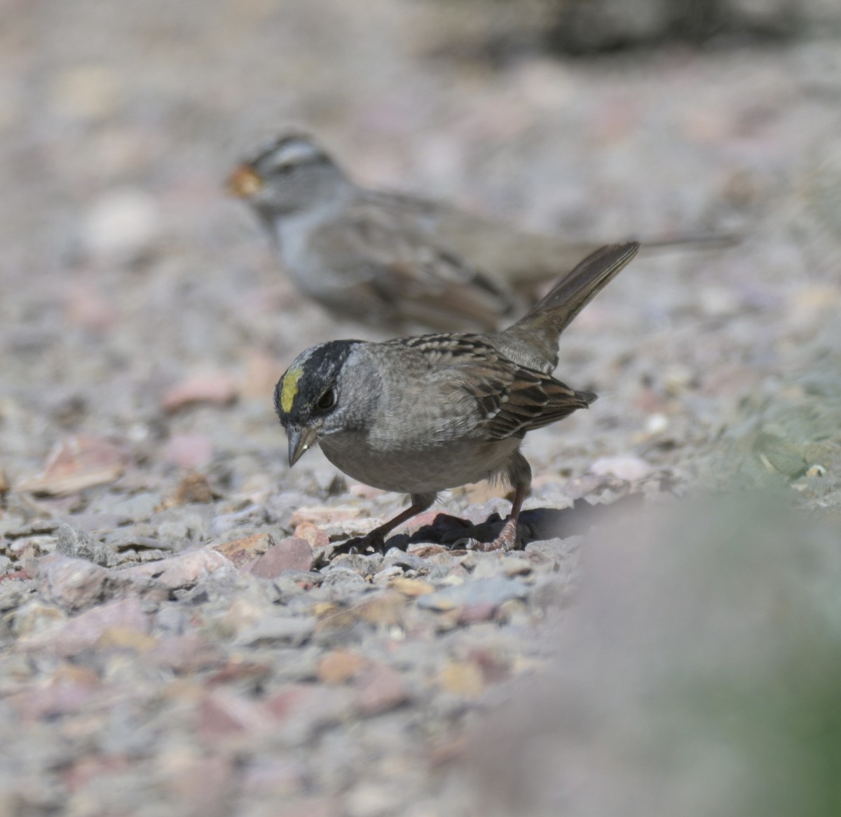 Golden-crowned Sparrow - ML658817613