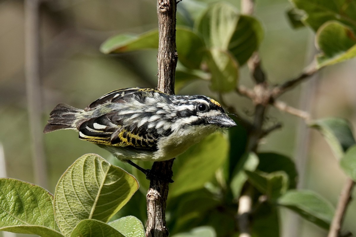 Yellow-fronted Tinkerbird - ML658818262