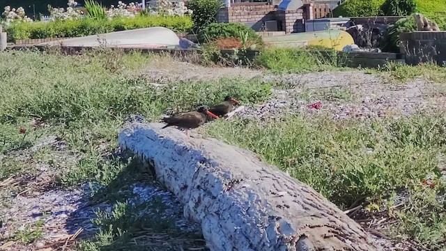 Black Oystercatcher - ML658818522