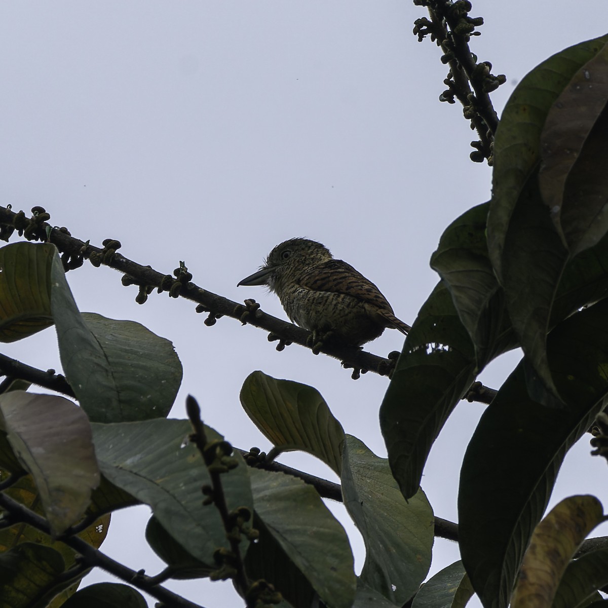 Cinnamon Woodpecker - ML658818700