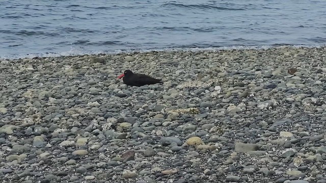 Black Oystercatcher - ML658818928