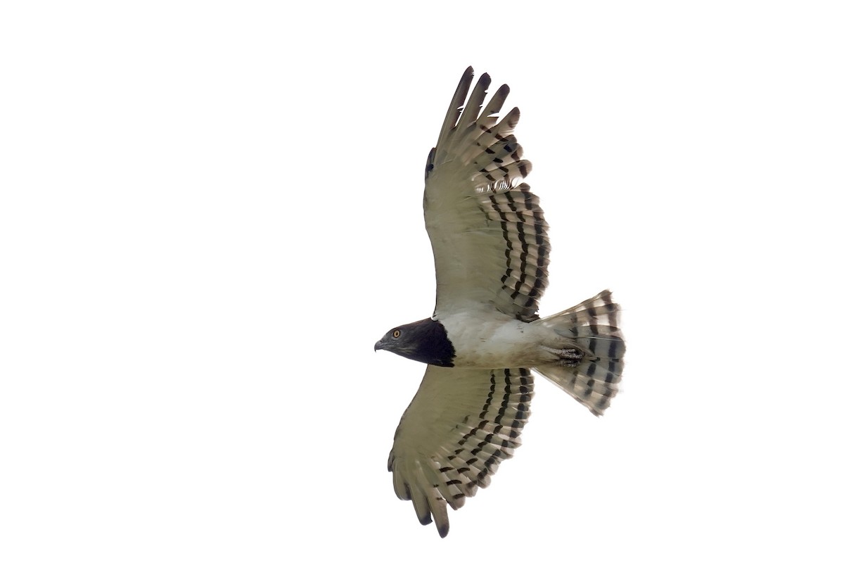 Black-chested Snake-Eagle - ML658819086