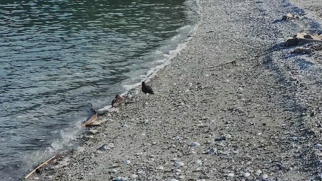 Black Oystercatcher - ML658819851