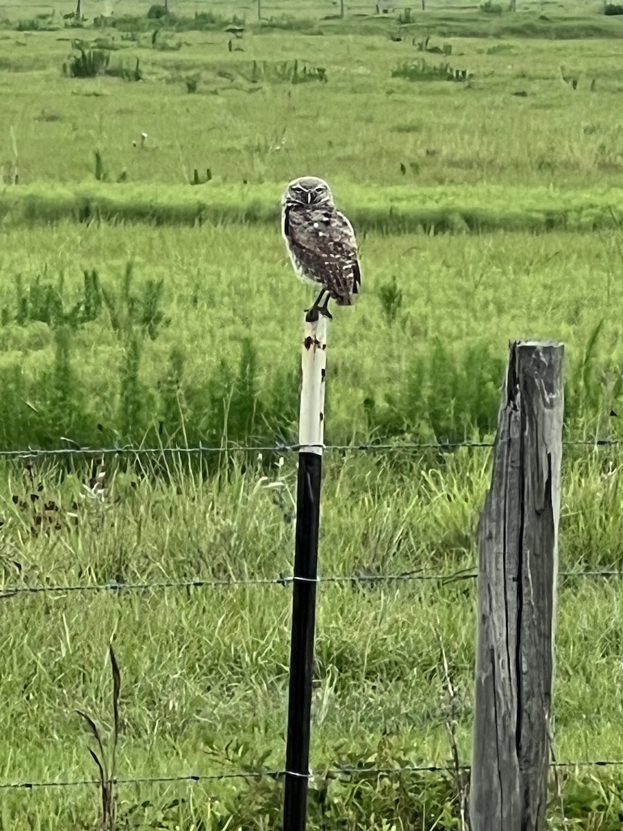 Burrowing Owl - ML658819997