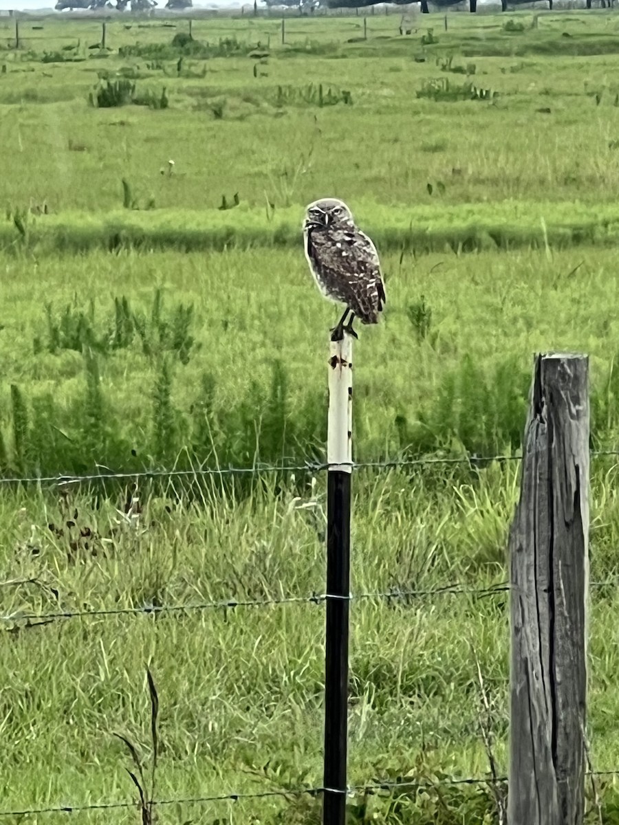 Burrowing Owl - ML658820001