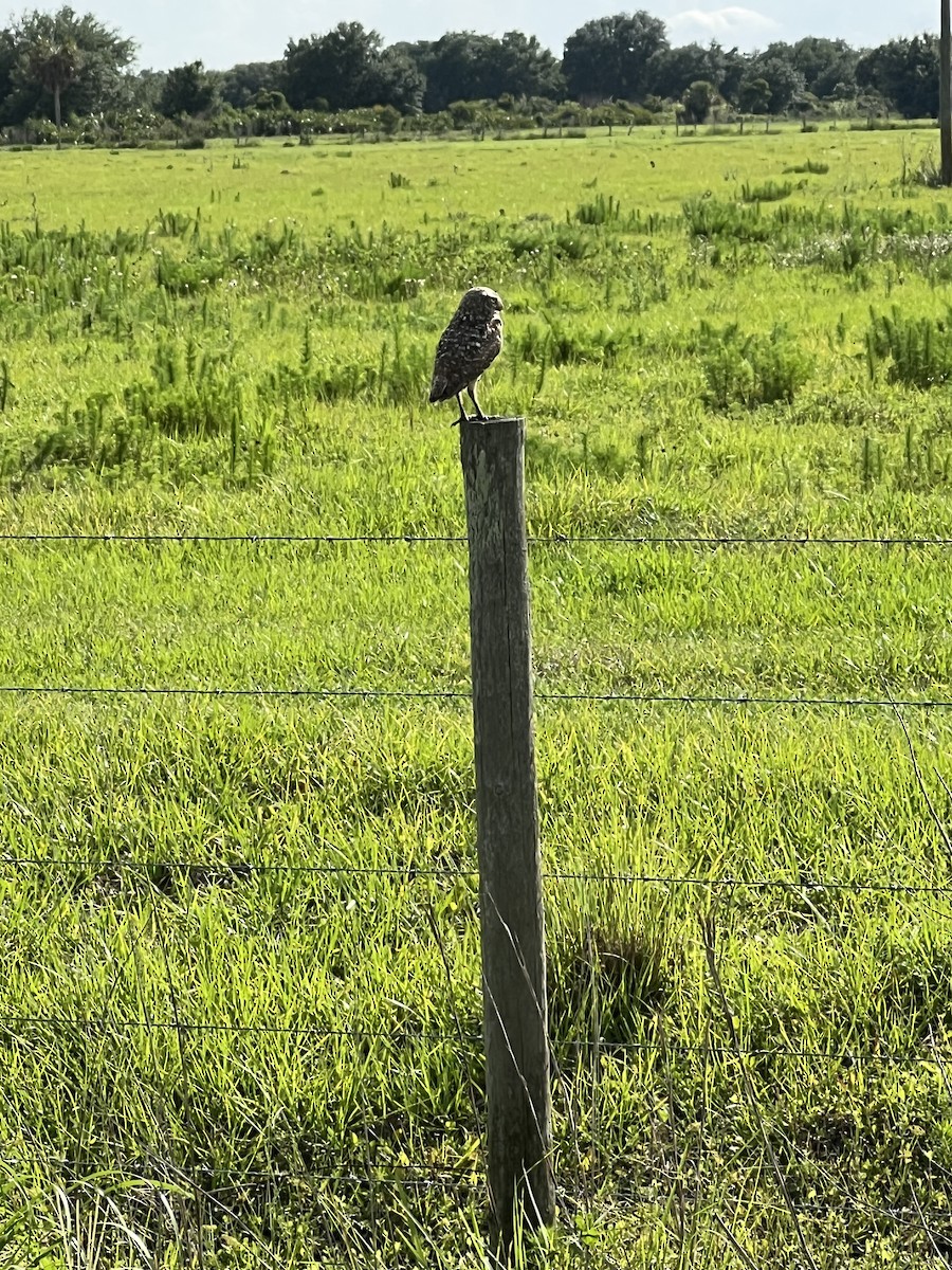 Burrowing Owl - ML658820003
