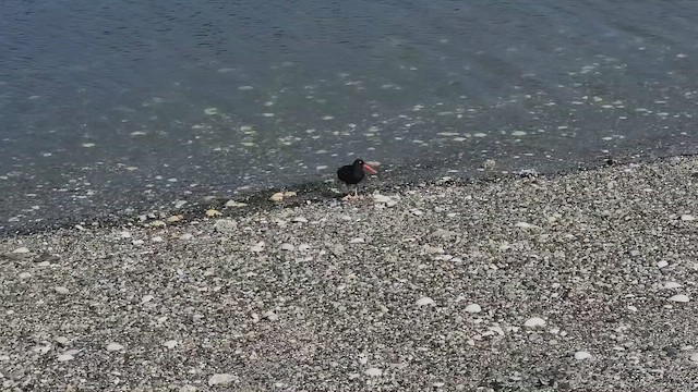 Black Oystercatcher - ML658820374
