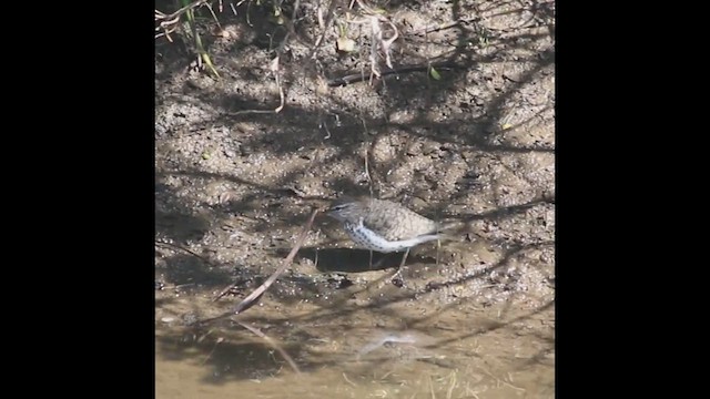 Spotted Sandpiper - ML658822198