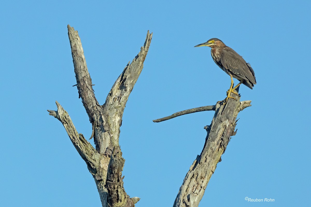 Green Heron - ML658822818