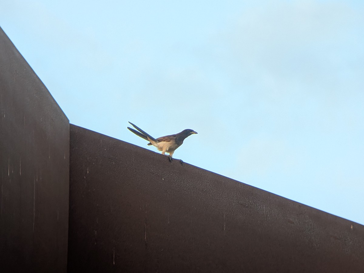 Brown Jay - ML658823035