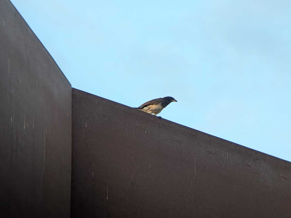 Brown Jay - ML658823037